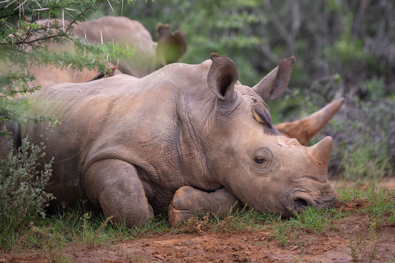 White rhinoceros lying down in natural habitat among vegetation.