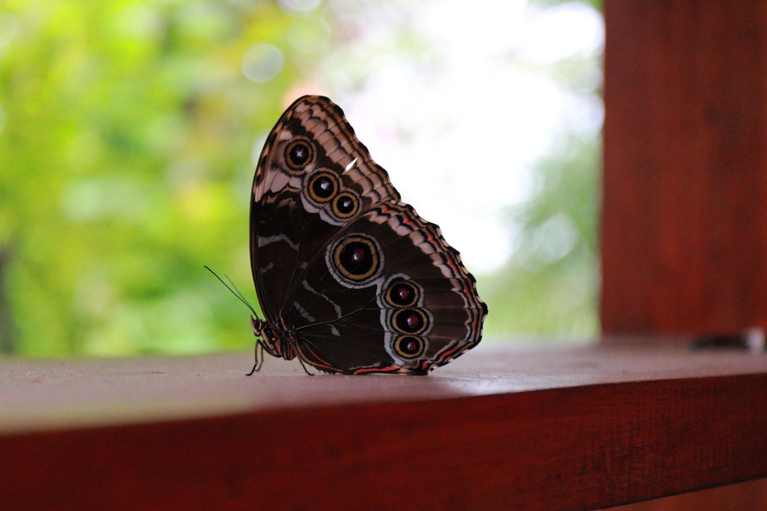 Dark brown butterfly with intricate wing patterns resting on wooden surface.