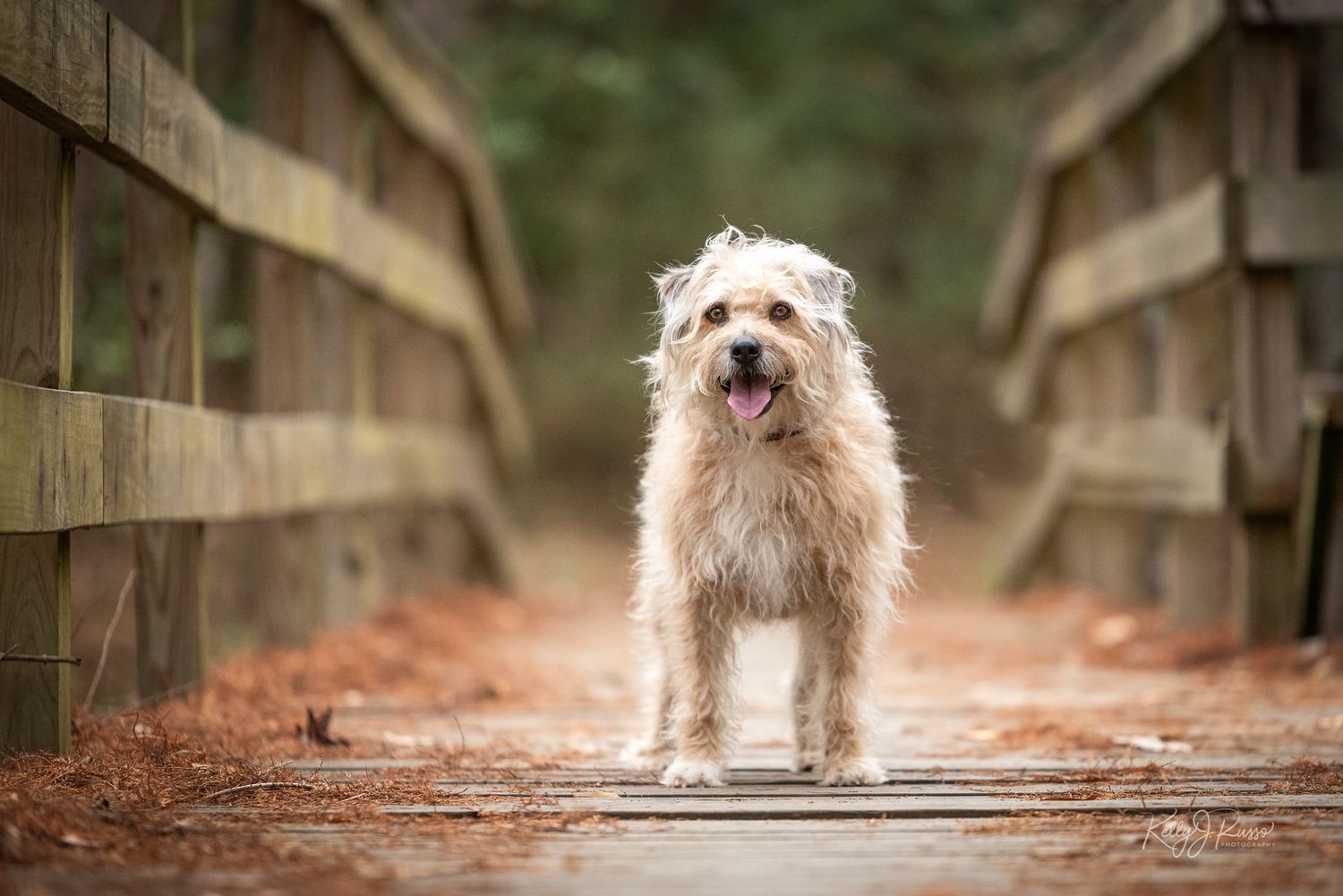 Shaggy white dog standing on wooden bridge with autumn foliage background.