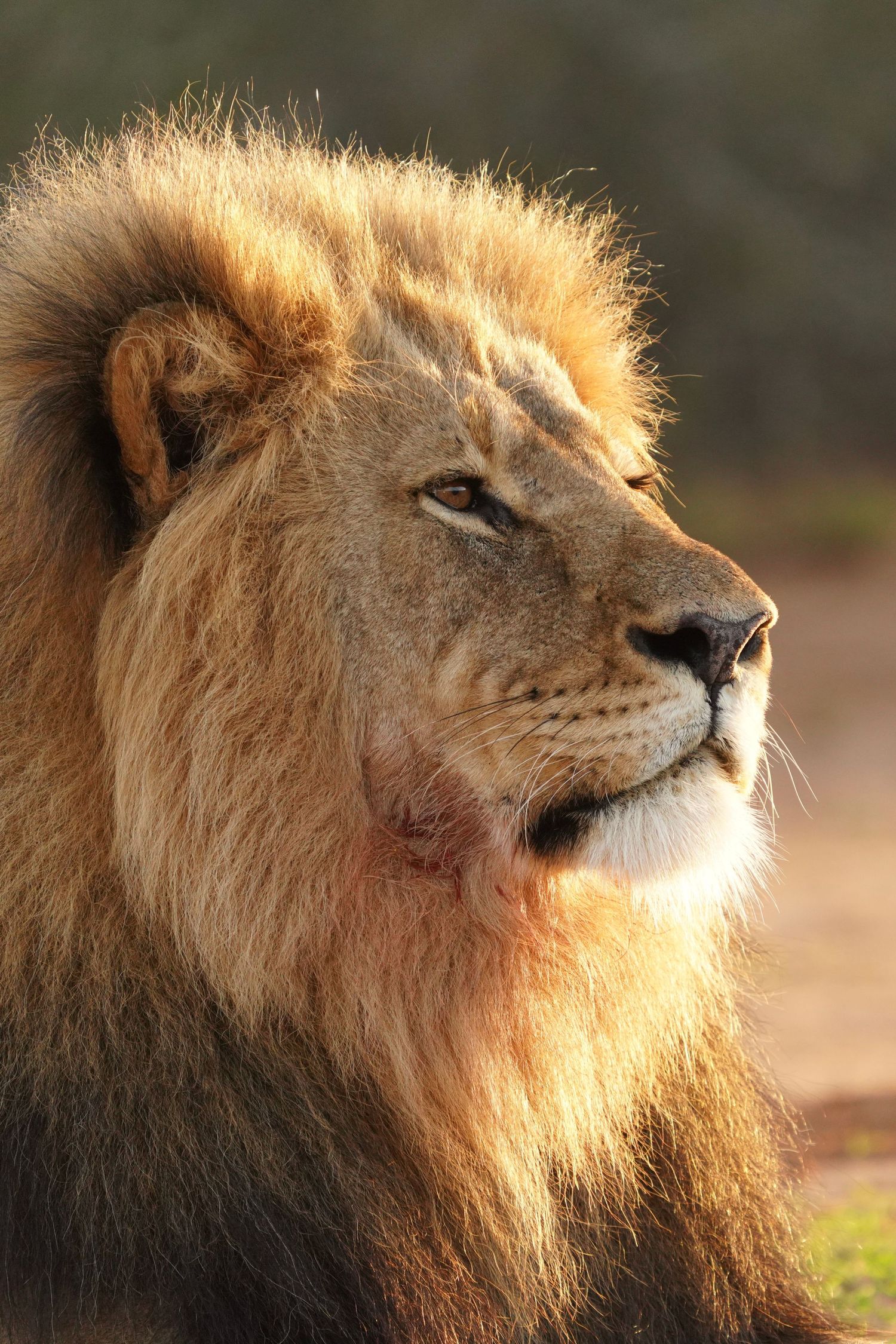 Male lion with magnificent mane photographed in profile at dusk.