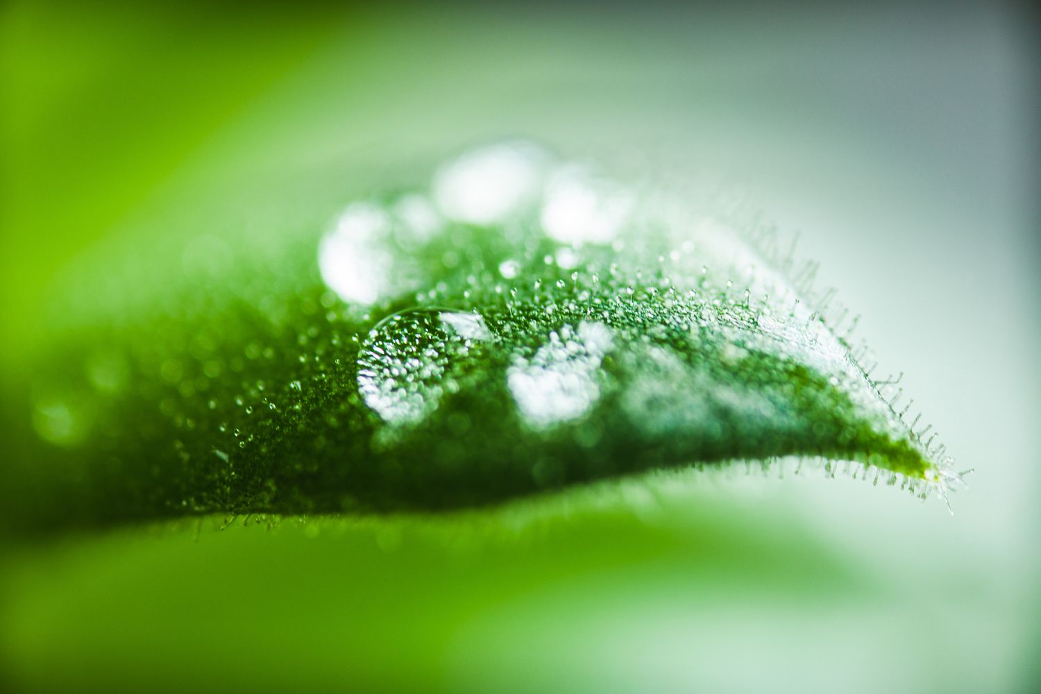 Water droplets on green leaf surface with bokeh effect in macro.