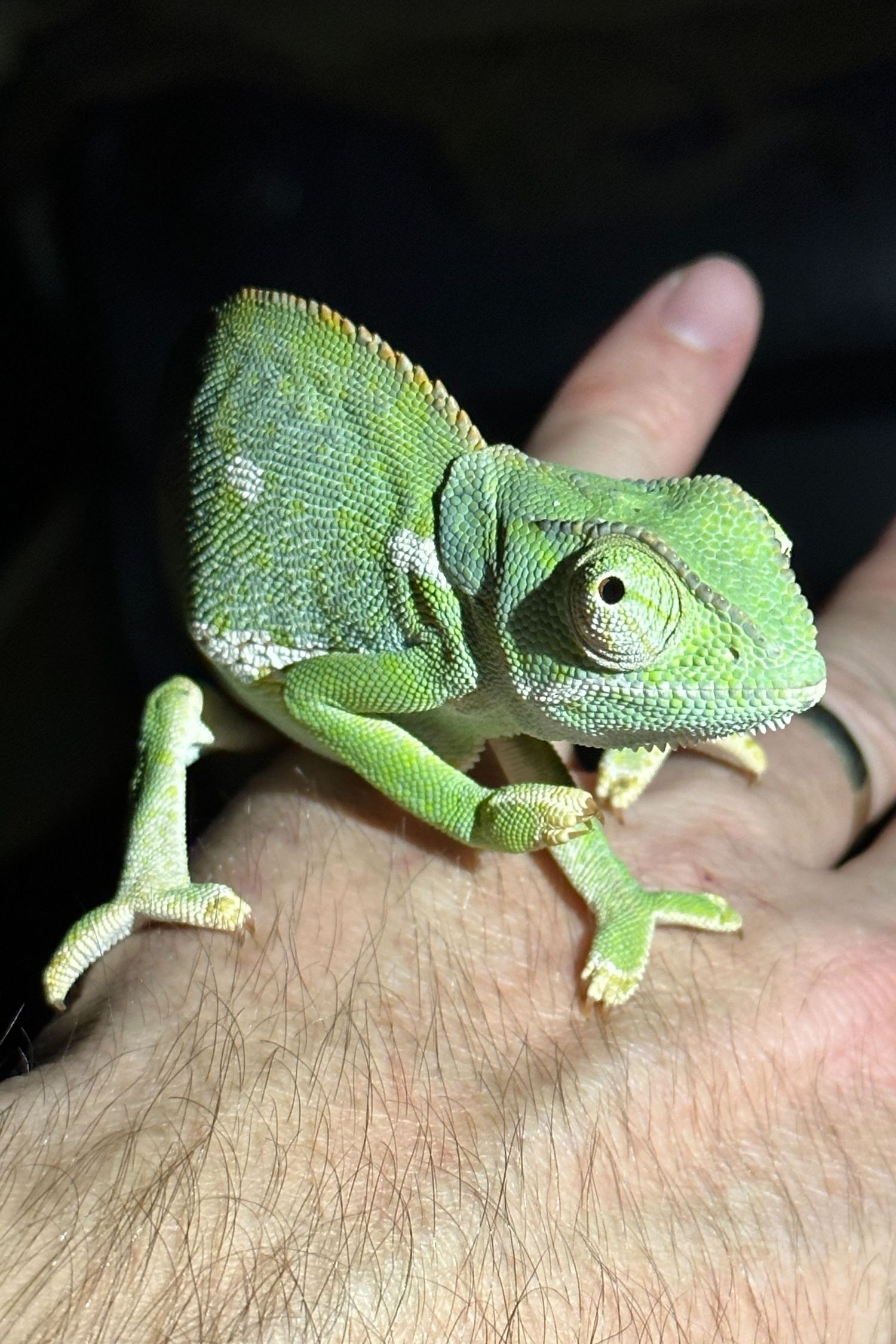 A small green chameleon crawling across someone's arm in sequential photos.