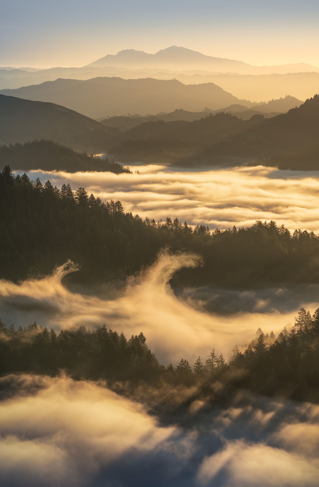 A misty golden sunrise over mountain ranges with low-lying fog weaving through evergreen forest valleys.