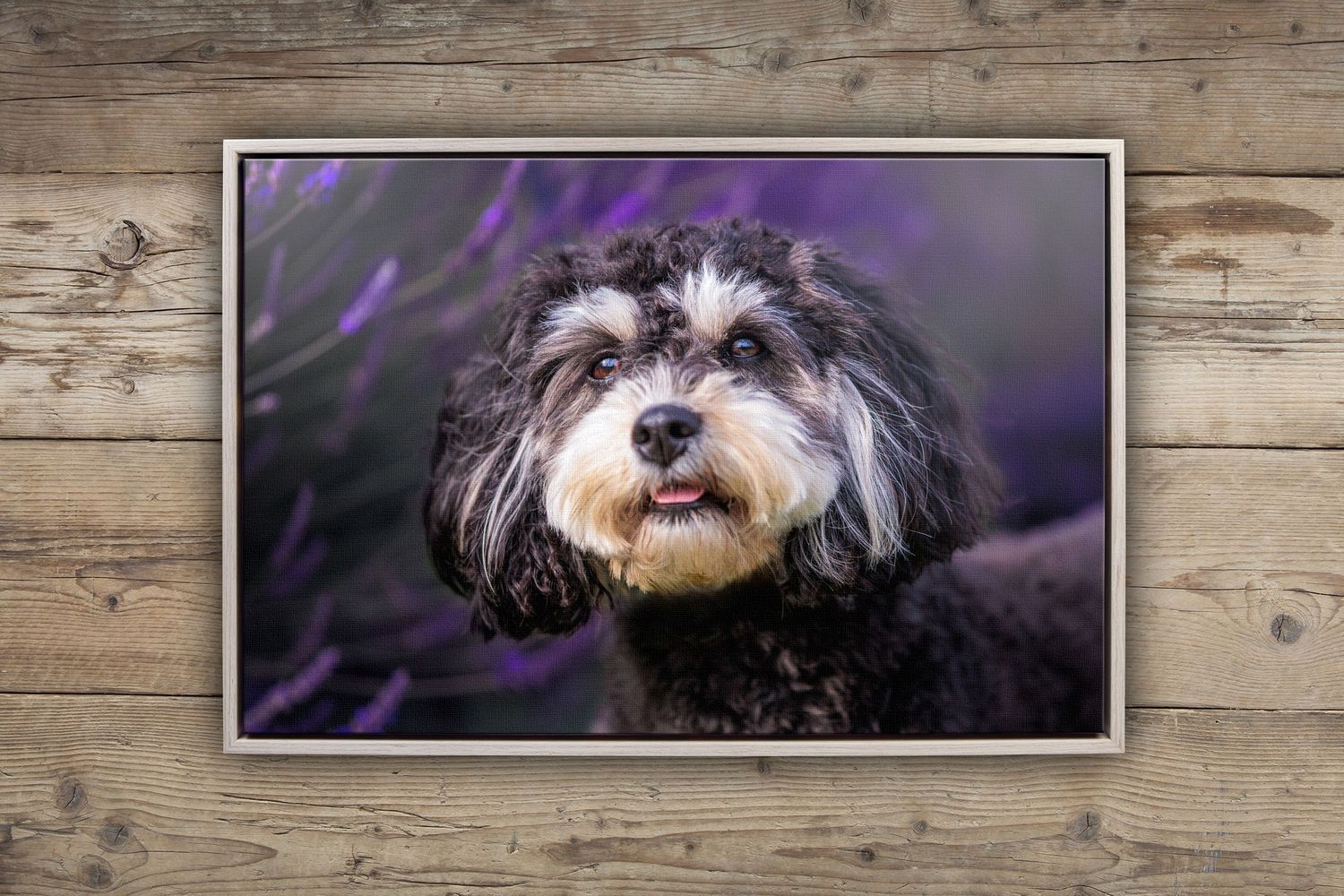 Close-up portrait of black and white mixed breed dog with soft purple background.