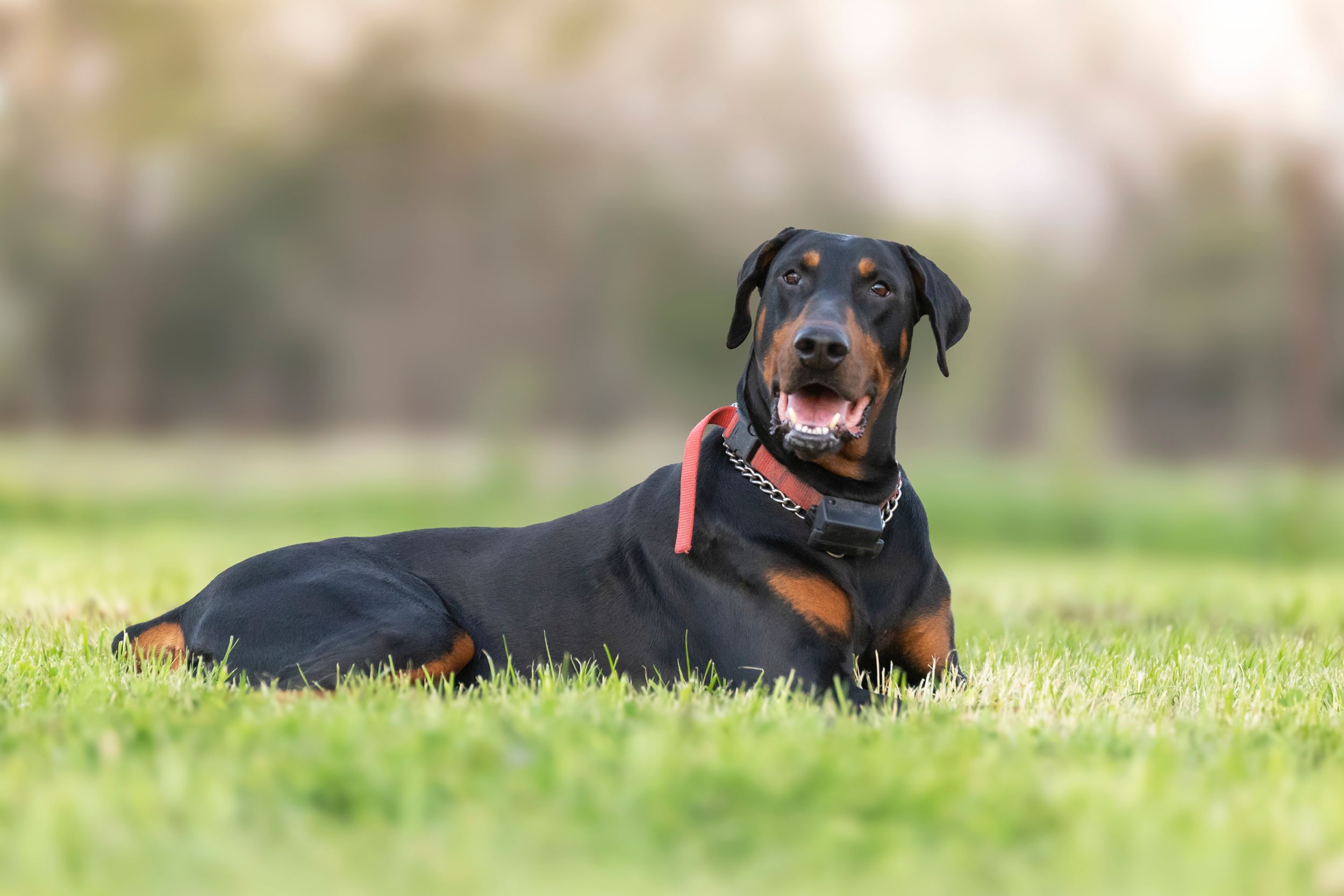 doberman, dog photography, Rockwall, Dallas Dog photographer, pet photography,