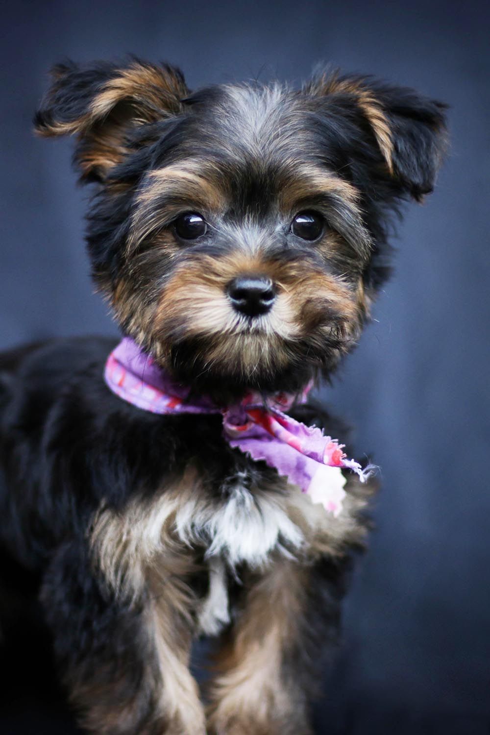 yorkie puppy portrait, rockwall texas pet photographer