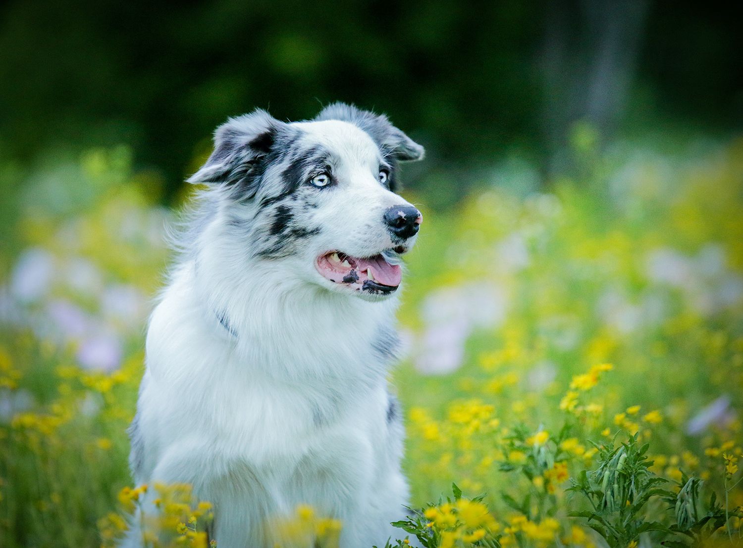 border collie, australian shepherd portrait, dallas fort worth, dog photographer,