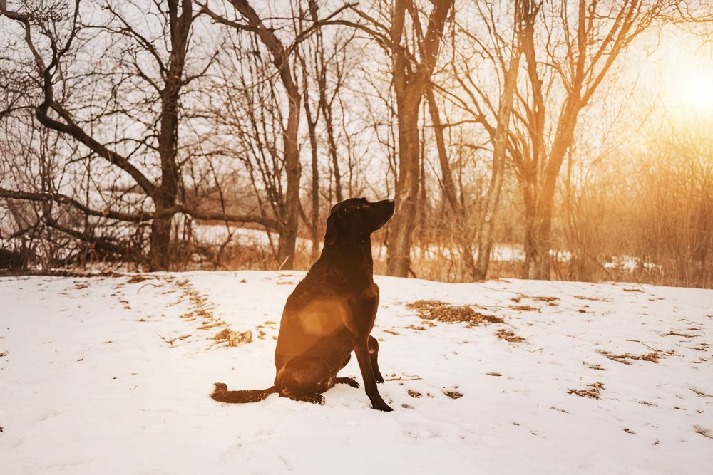 A silhouetted dog sits in the snow during golden sunset with bare winter trees in the background.