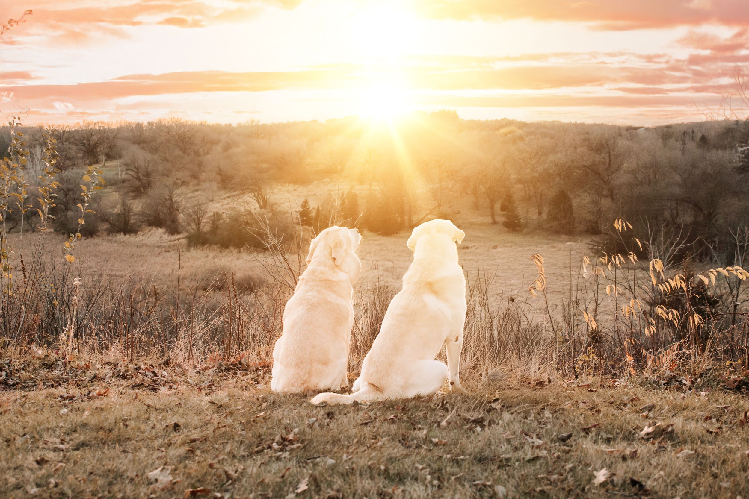 Golden retriever dogs sitting together in a field at sunset watching the warm glowing sky.