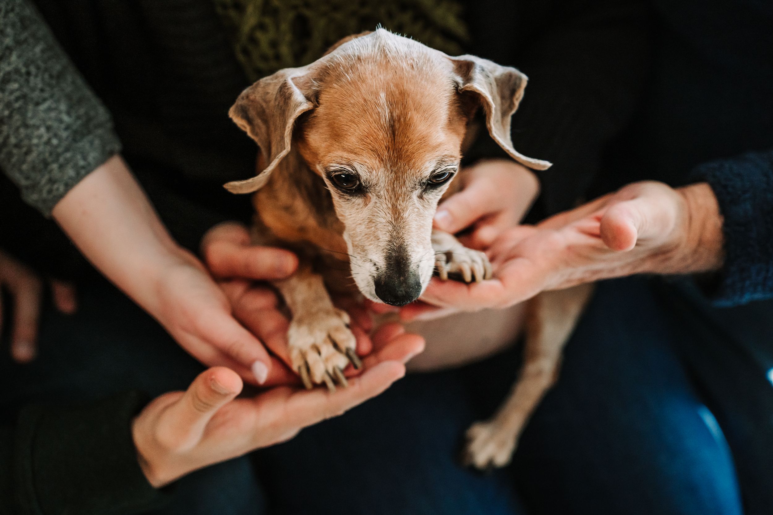 Tiny chihuahua puppy being cradled in hand showing its small size and delicate features.