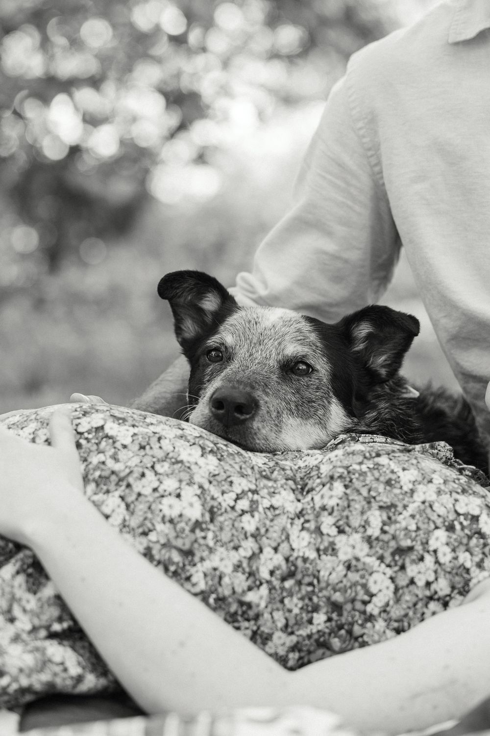 Black and white photo of a dog resting its chin on a floral pillow beside a person in a white shirt outdoors.