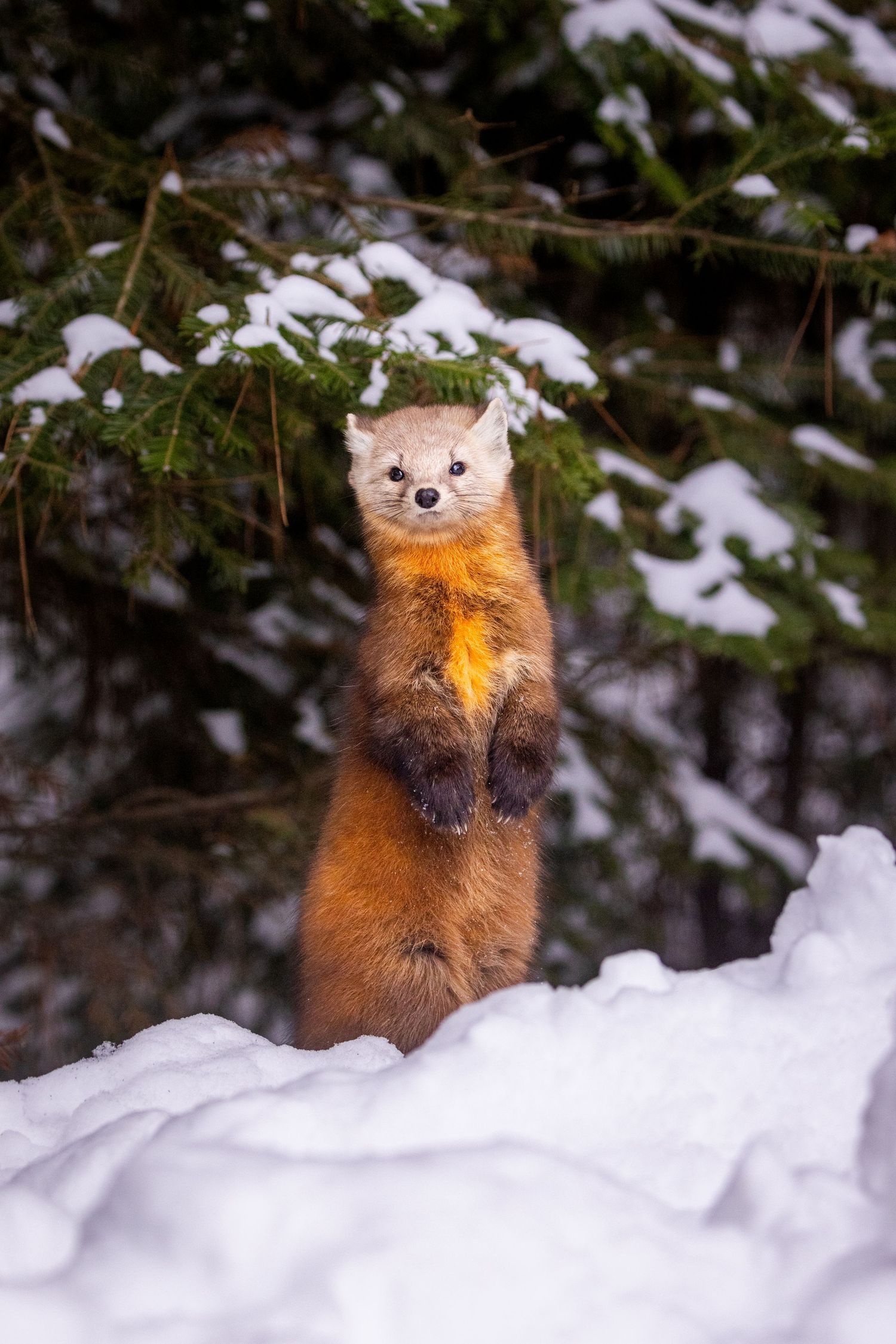 Alert pine marten stands upright in snowy winter forest, its orange-brown fur contrasting against white snow and evergreens.