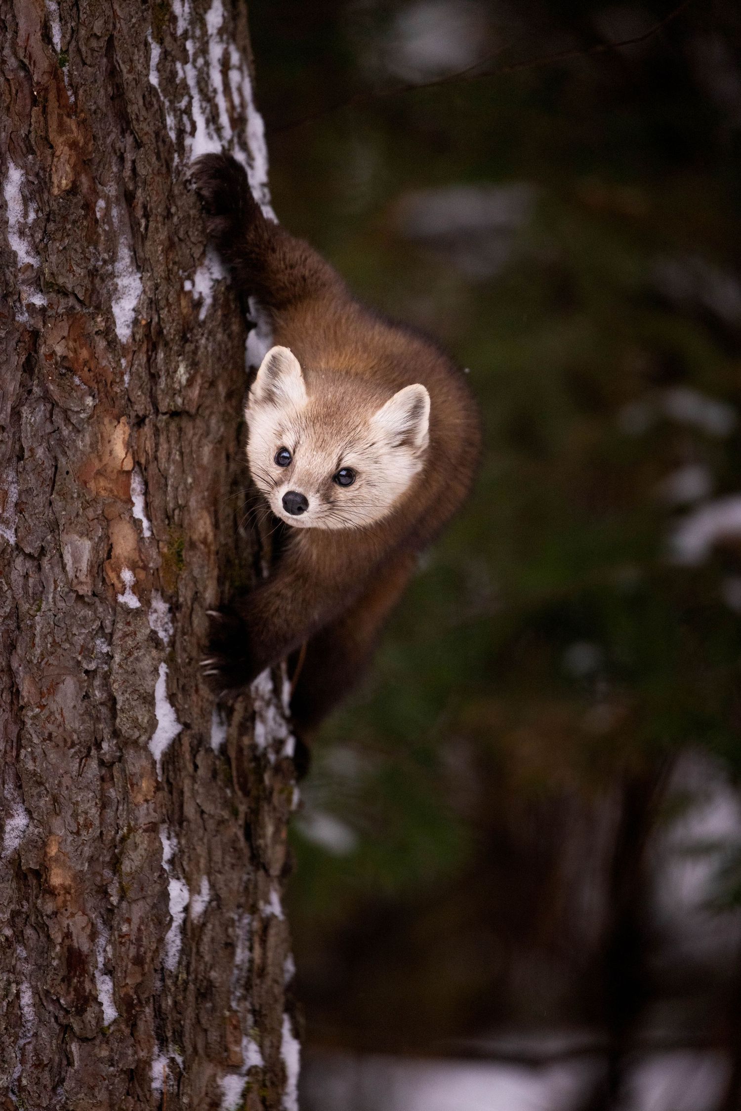 A curious pine marten peeks out from behind a snowy tree trunk in a dark forest.