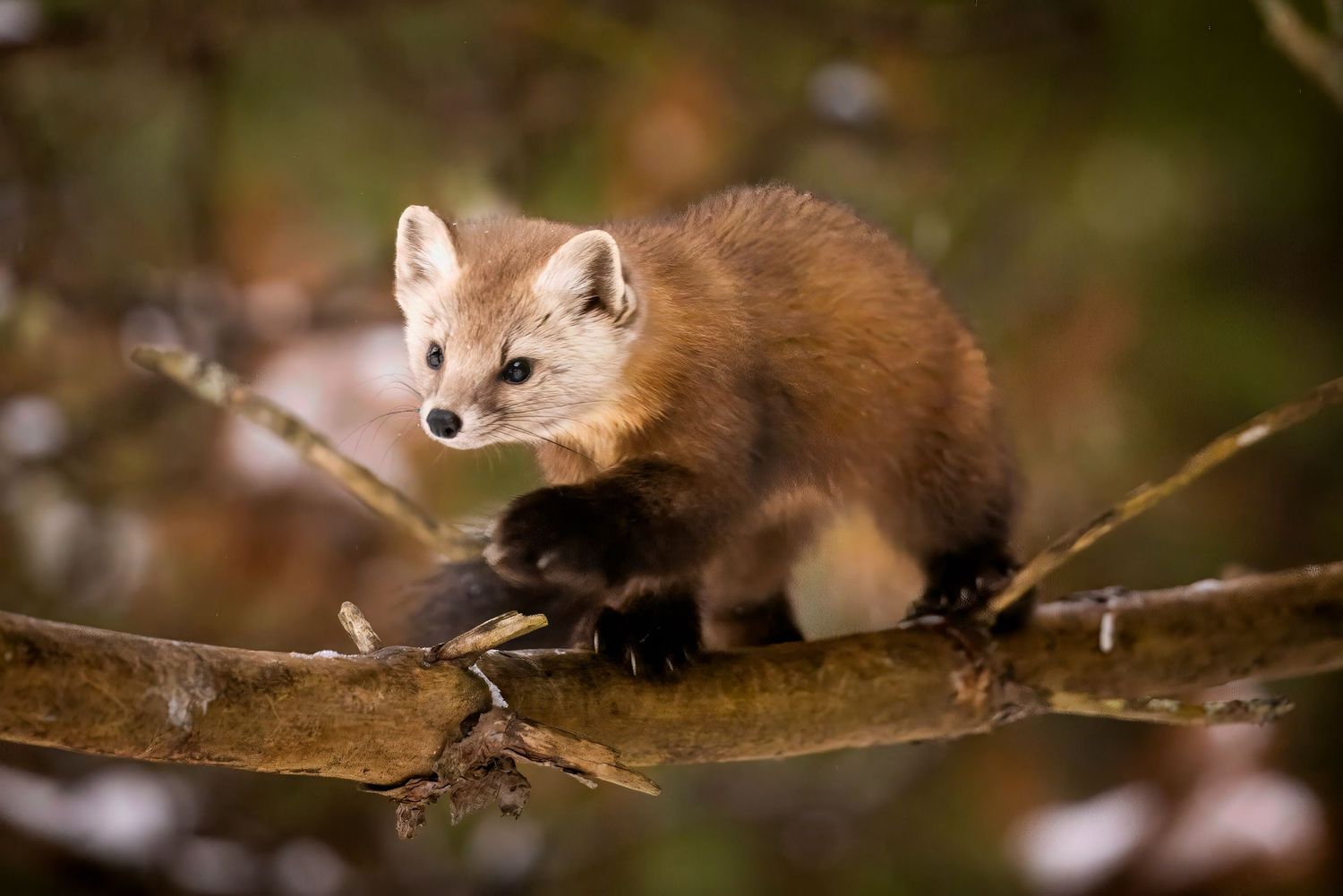 Pine marten with reddish-brown fur moves gracefully along a tree branch in soft natural lighting.