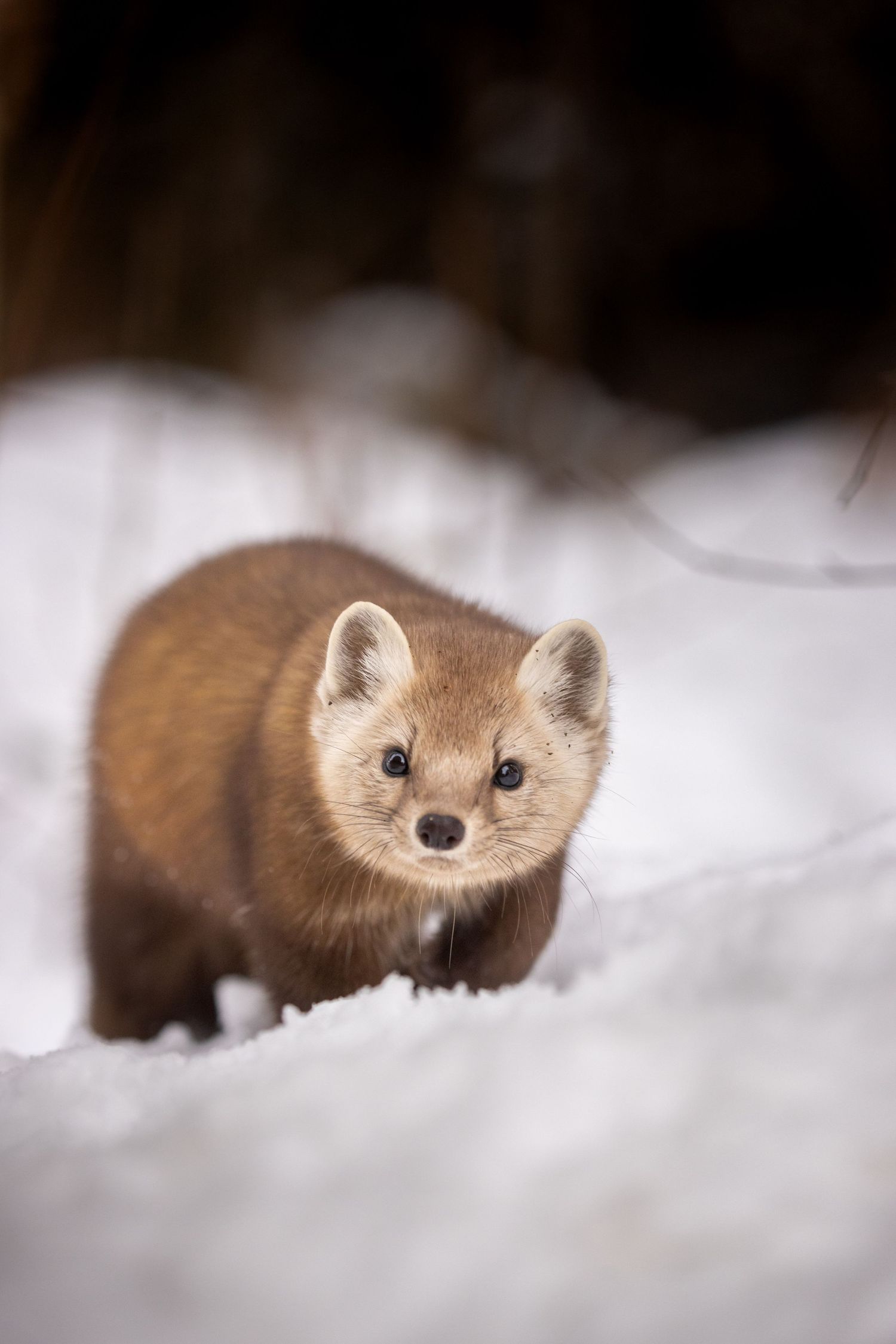 A cute pine marten with brown fur stands in deep snow, looking at camera with bright round eyes and alert expression.