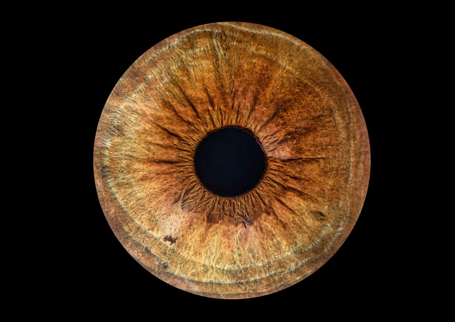 Close-up macro photograph of an amber colored human iris with intricate details and patterns.