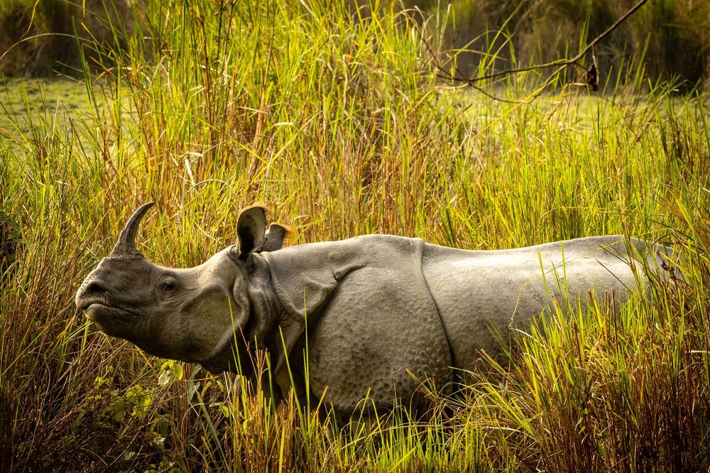 A greater one-horned rhinoceros stands amid tall golden grass in a natural wildlife reserve habitat.