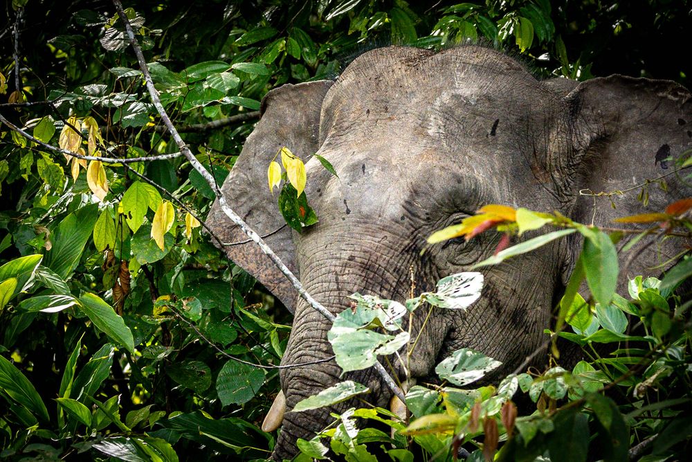 A gray elephant partially hidden by dense green jungle foliage and yellow leaves in the wild.