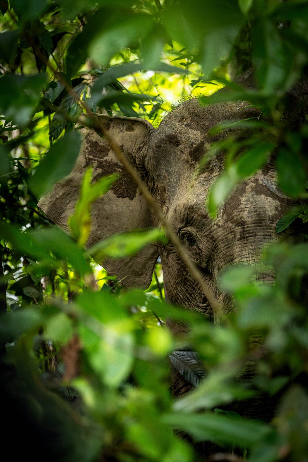 A wild elephant barely visible through dense green jungle leaves in a tropical rainforest.