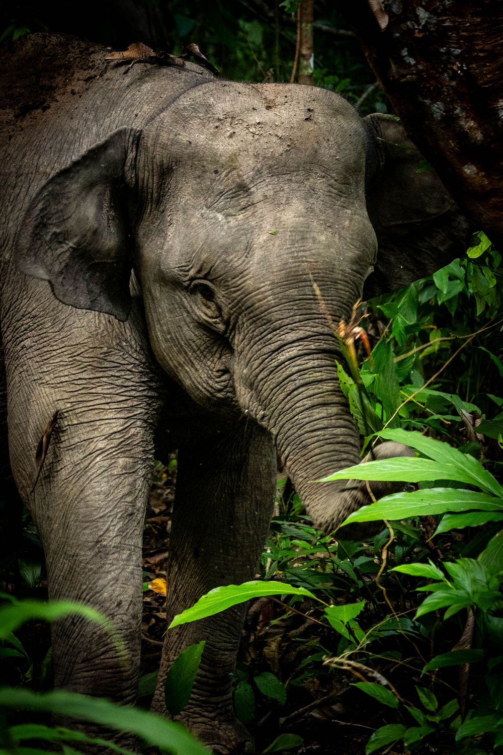 A wild elephant standing among lush green tropical plants in a dark dense rainforest.