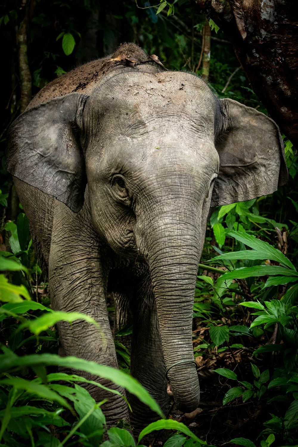 A young Asian elephant emerges from dense green jungle foliage, facing the camera in its natural habitat.