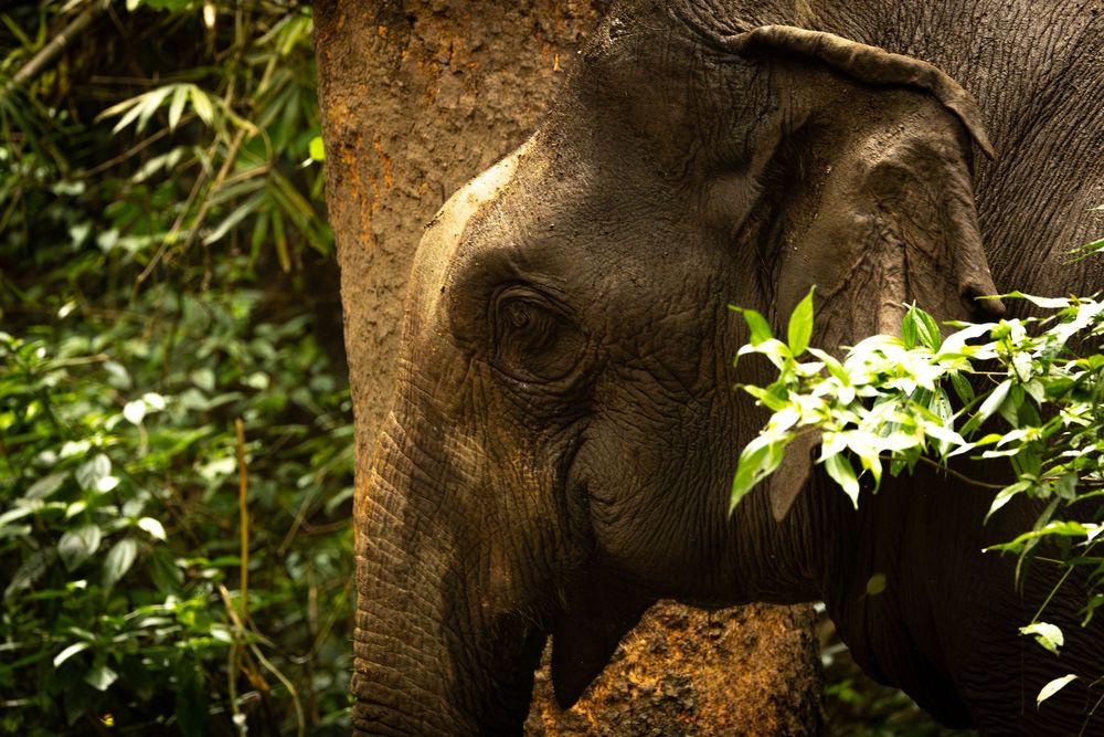 Close-up portrait of an Asian elephant partially hidden among bamboo and tropical green foliage.