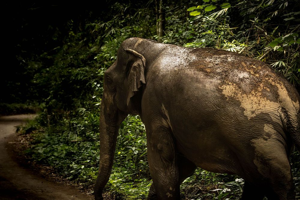Wild elephant walking along a dirt path through dark dense tropical jungle forest.