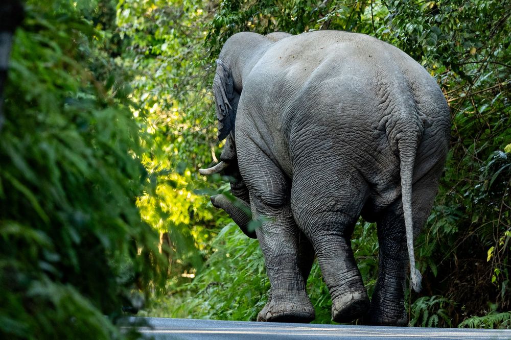 Wild Asian elephant walking away into dense green tropical jungle alongside a paved road.