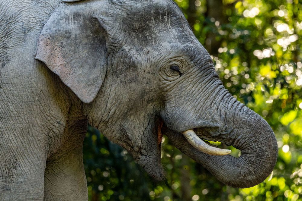 Close-up portrait of an Asian elephant with curled trunk and small tusks in forest.