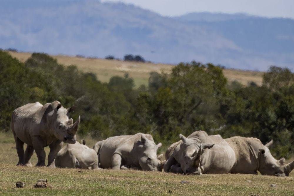Group of white rhinoceroses resting on open grassland with mountains in the background.