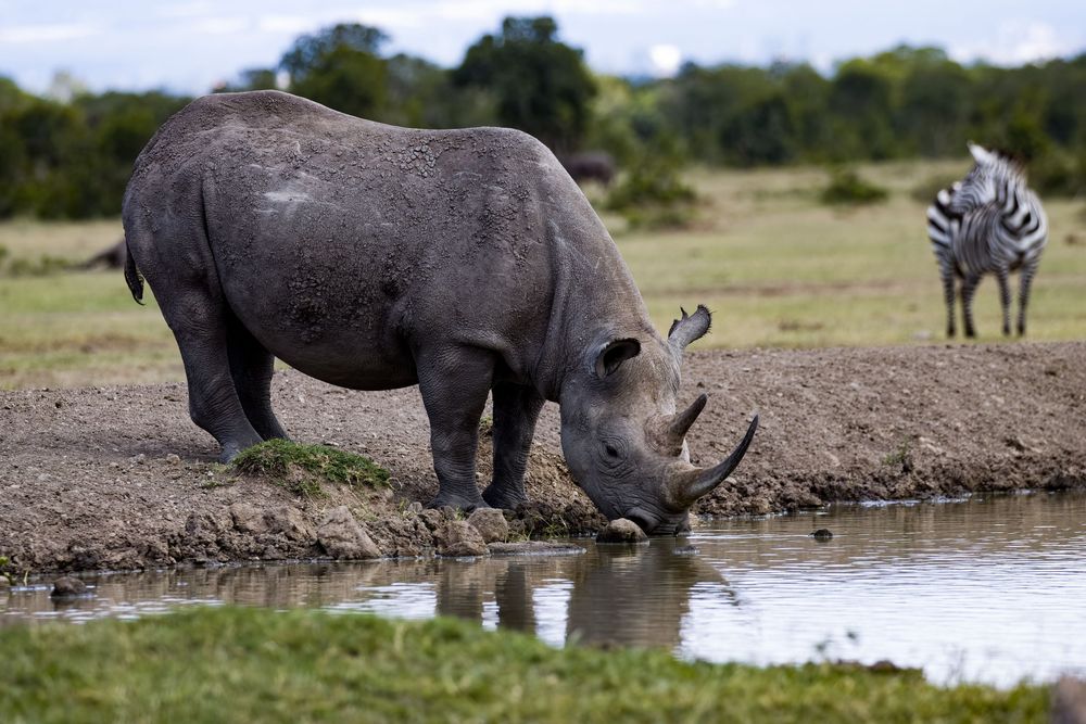 White rhinoceros drinking from a watering hole with a zebra standing nearby in Africa.