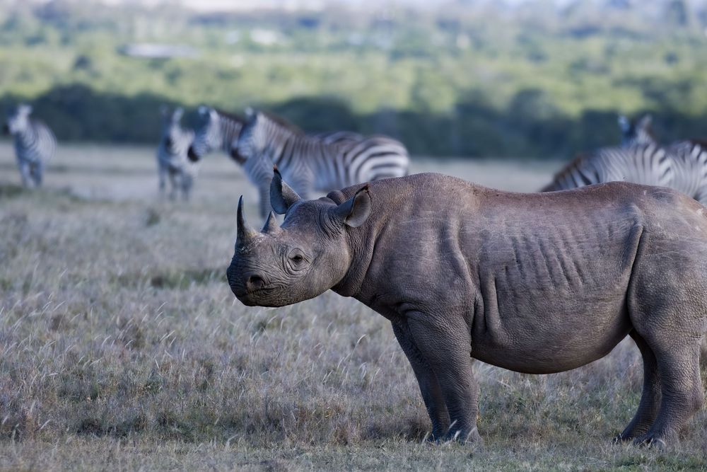 Black rhinoceros standing in golden grassland with a herd of zebras grazing in the background.
