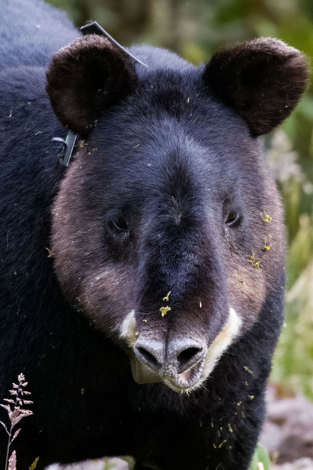 Close-up portrait of a mountain tapir with black fur and white markings on its snout.