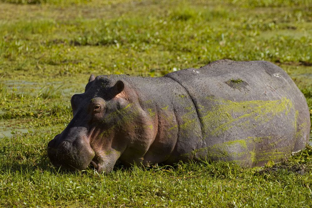 A large hippo covered in green algae rests in a shallow marshy wetland surrounded by lush grass.