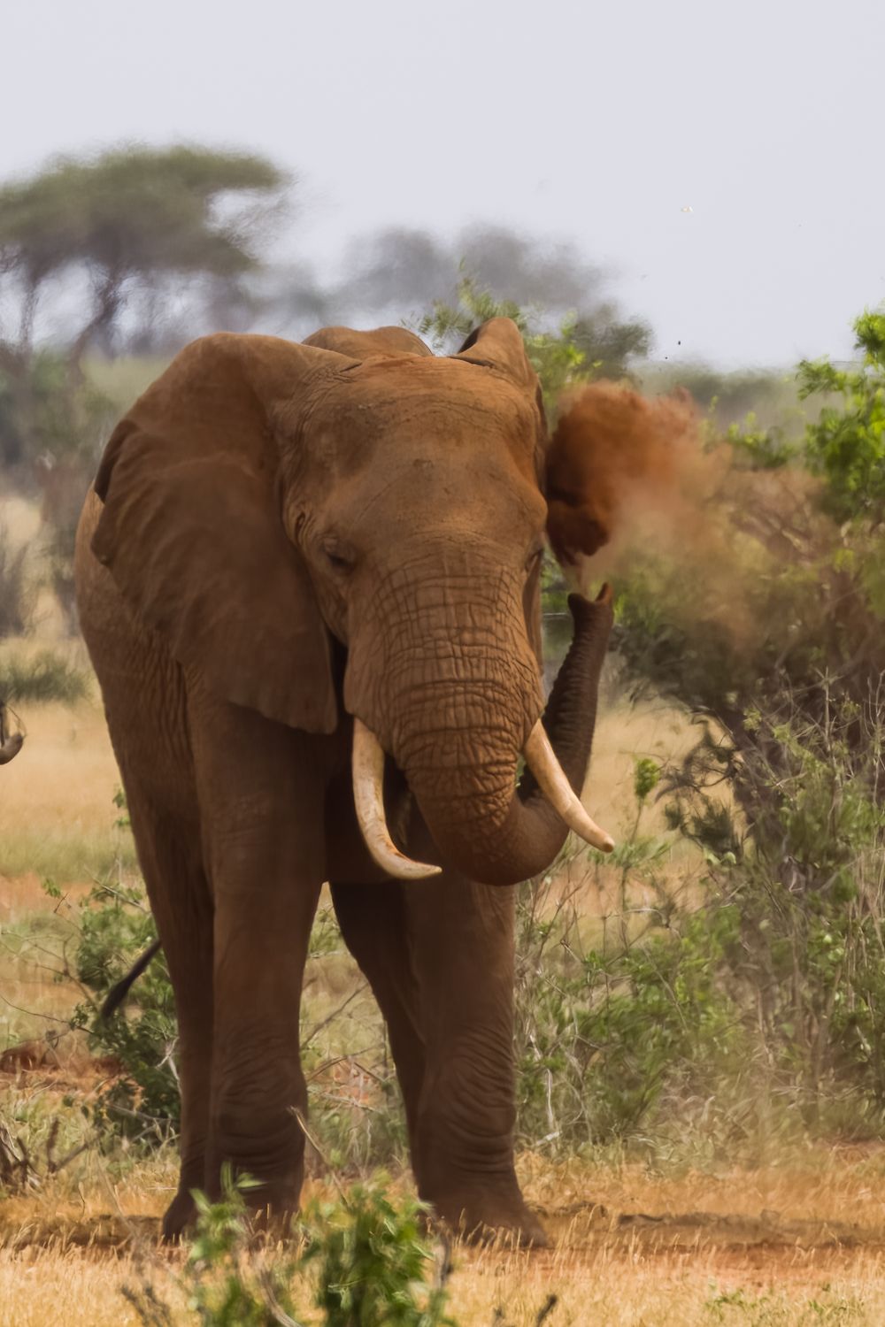 A large African elephant with long tusks flaps its ears while walking through dry savanna bushland.