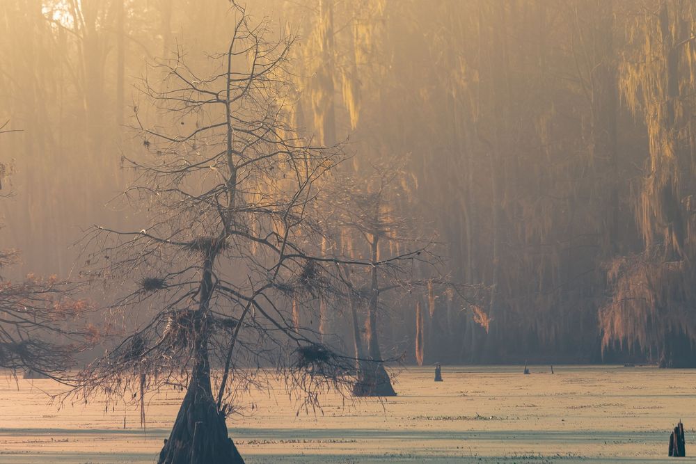 Misty golden light illuminates cypress trees in swamp waters.
