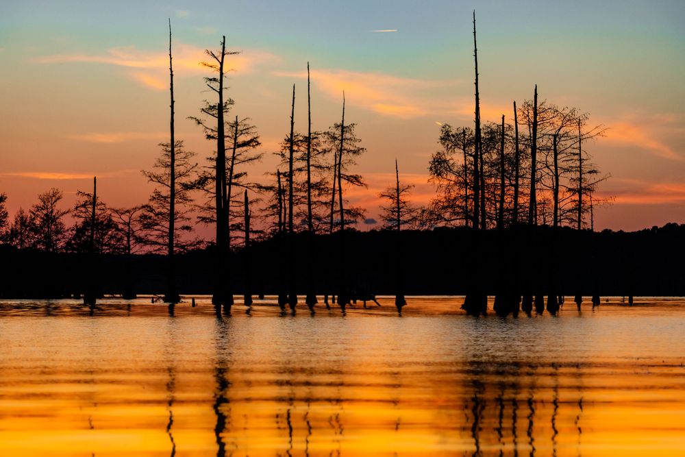 Silhouetted cypress trees reflected in calm water during vibrant orange sunset.