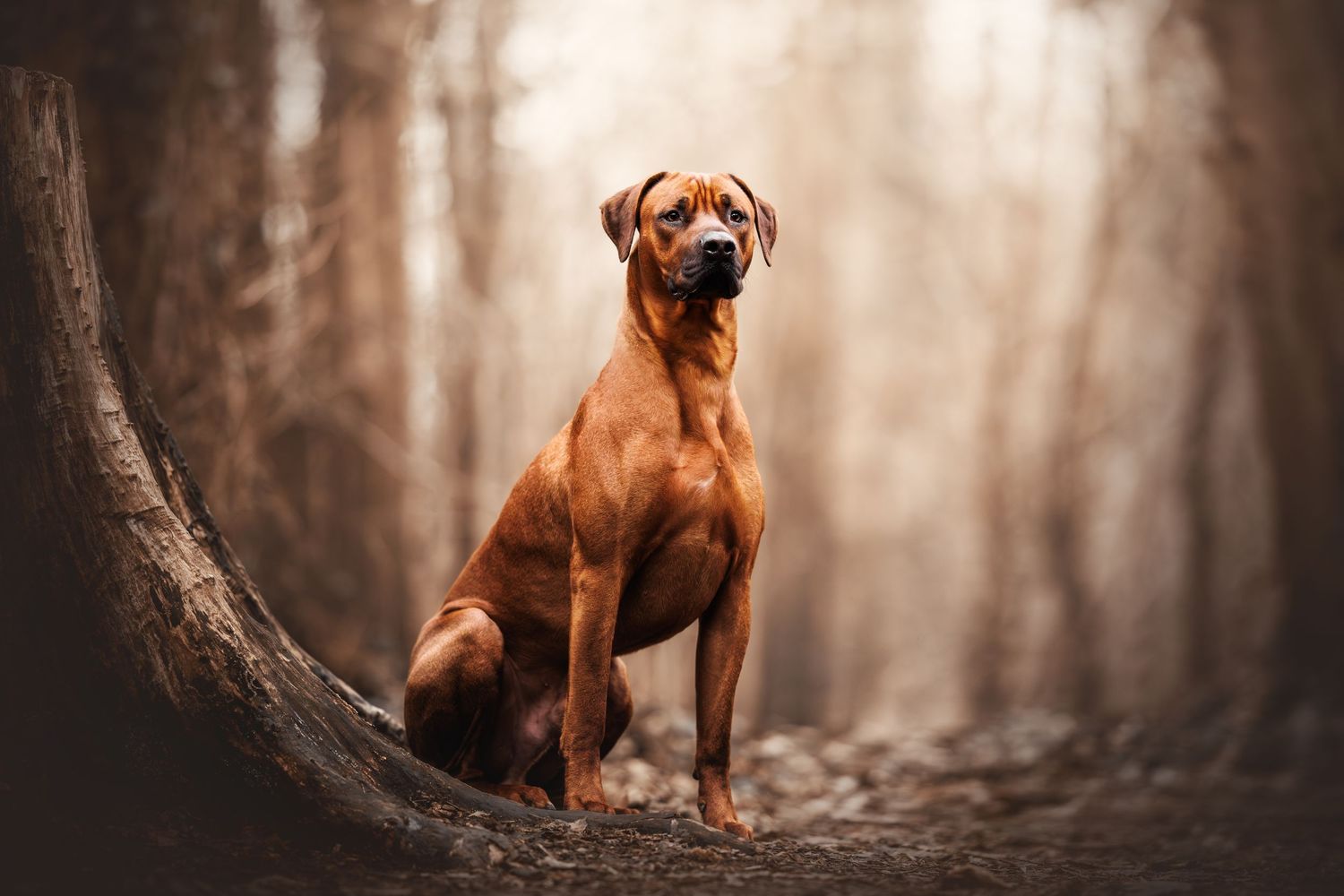 Regal Rhodesian Ridgeback dog sitting on curved tree trunk in misty forest setting.