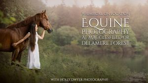 Equine photography in macclesfield forest
