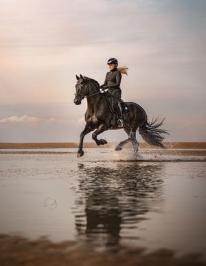freisan manchester equine