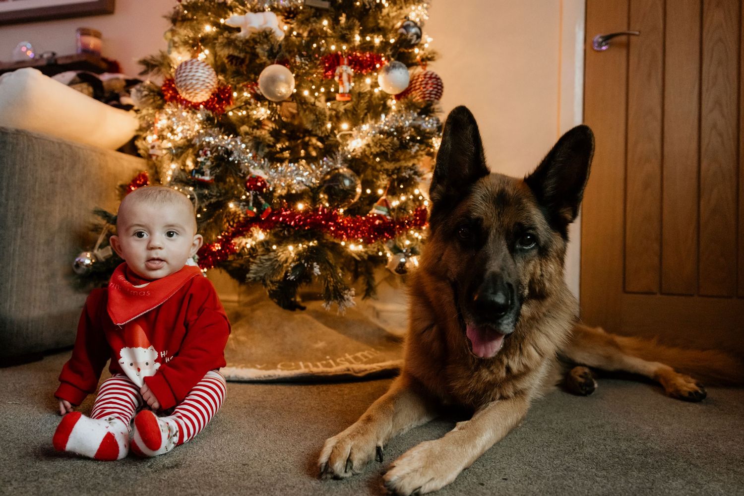 German Shepherd dog lying next to decorated Christmas tree and baby in red holiday outfit.