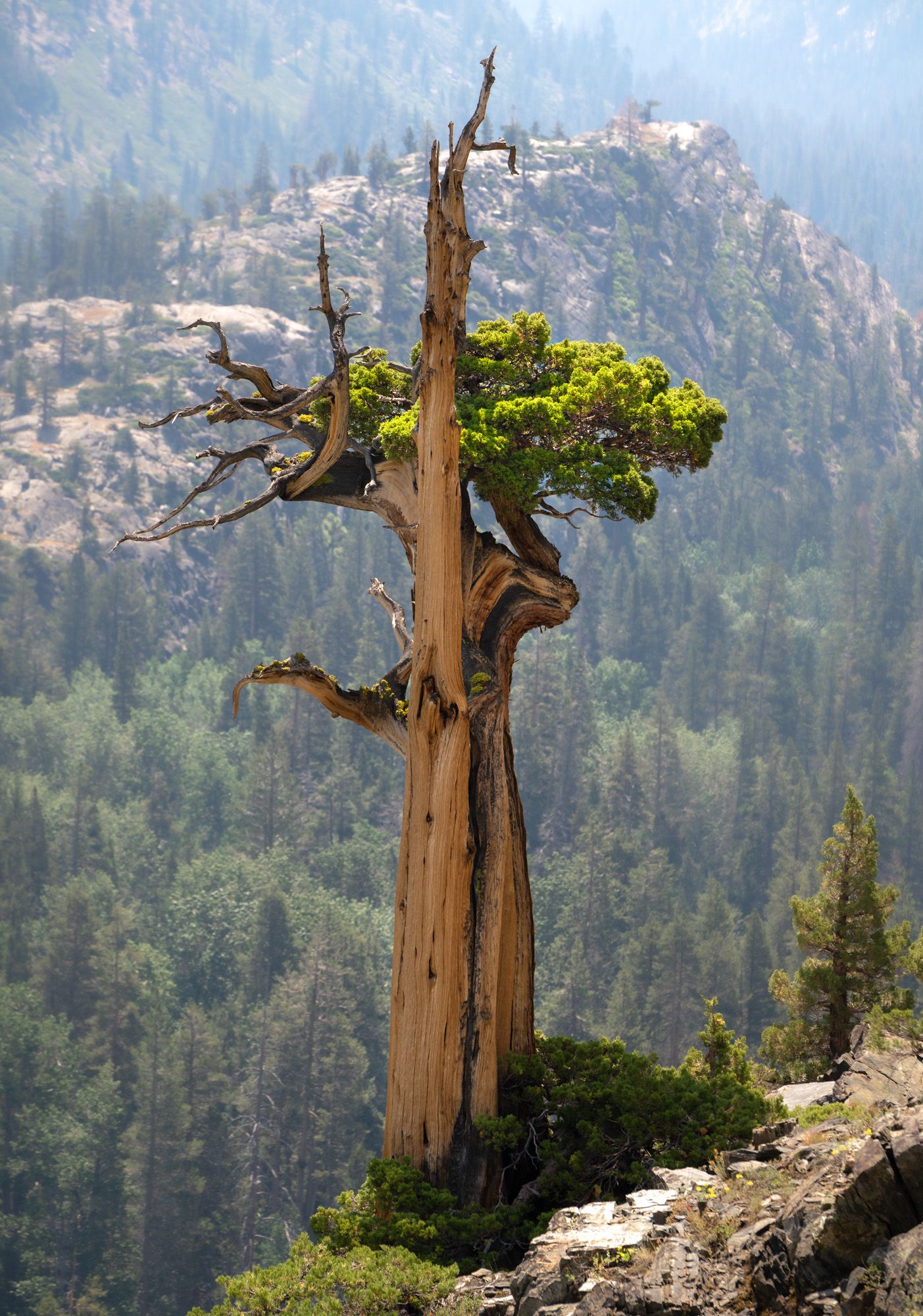 Ancient weathered juniper tree trunk stands sentinel on rocky mountain cliff with forest valley below.