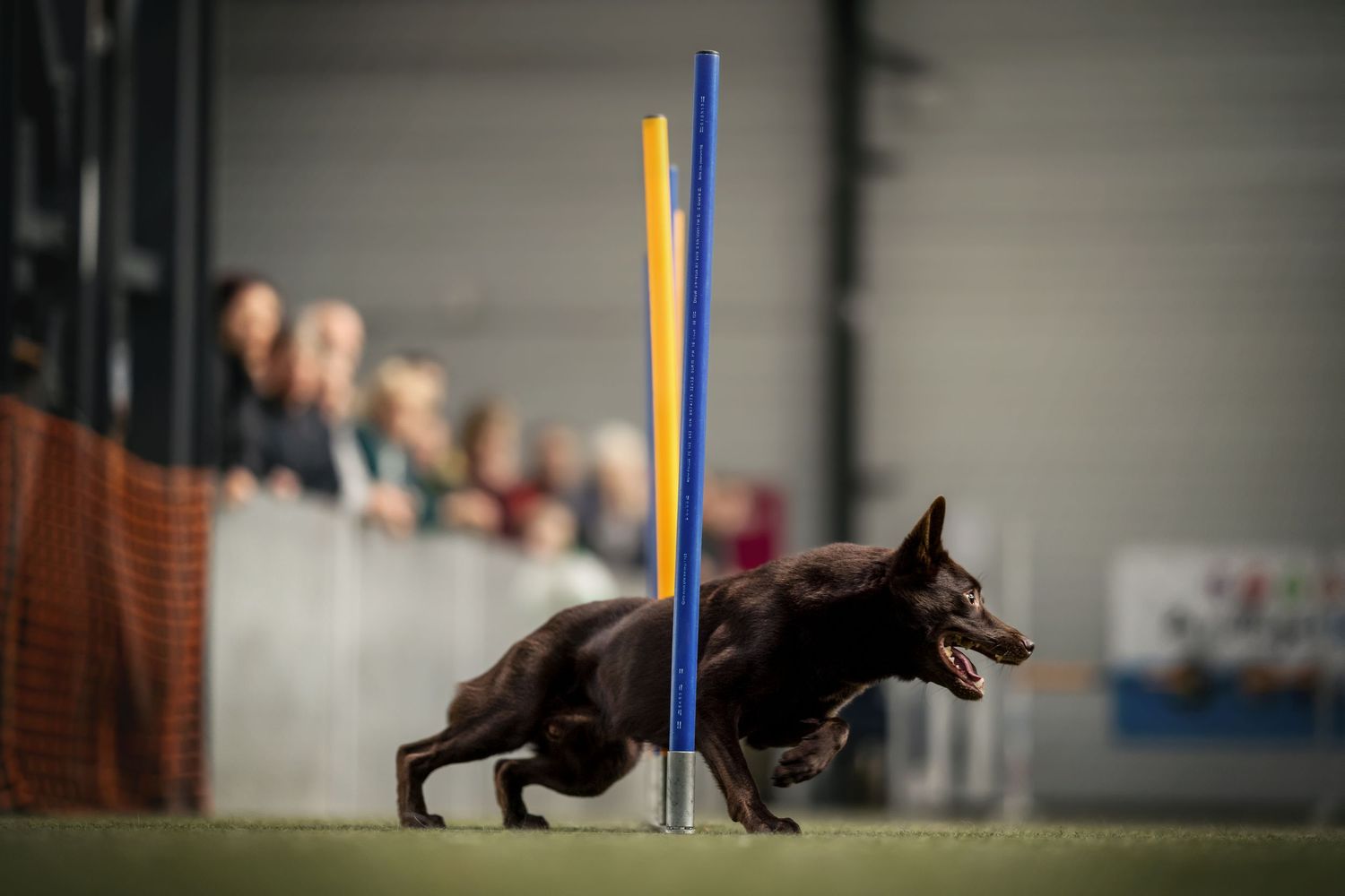 Dark dog leaping past blue agility pole during indoor competition.