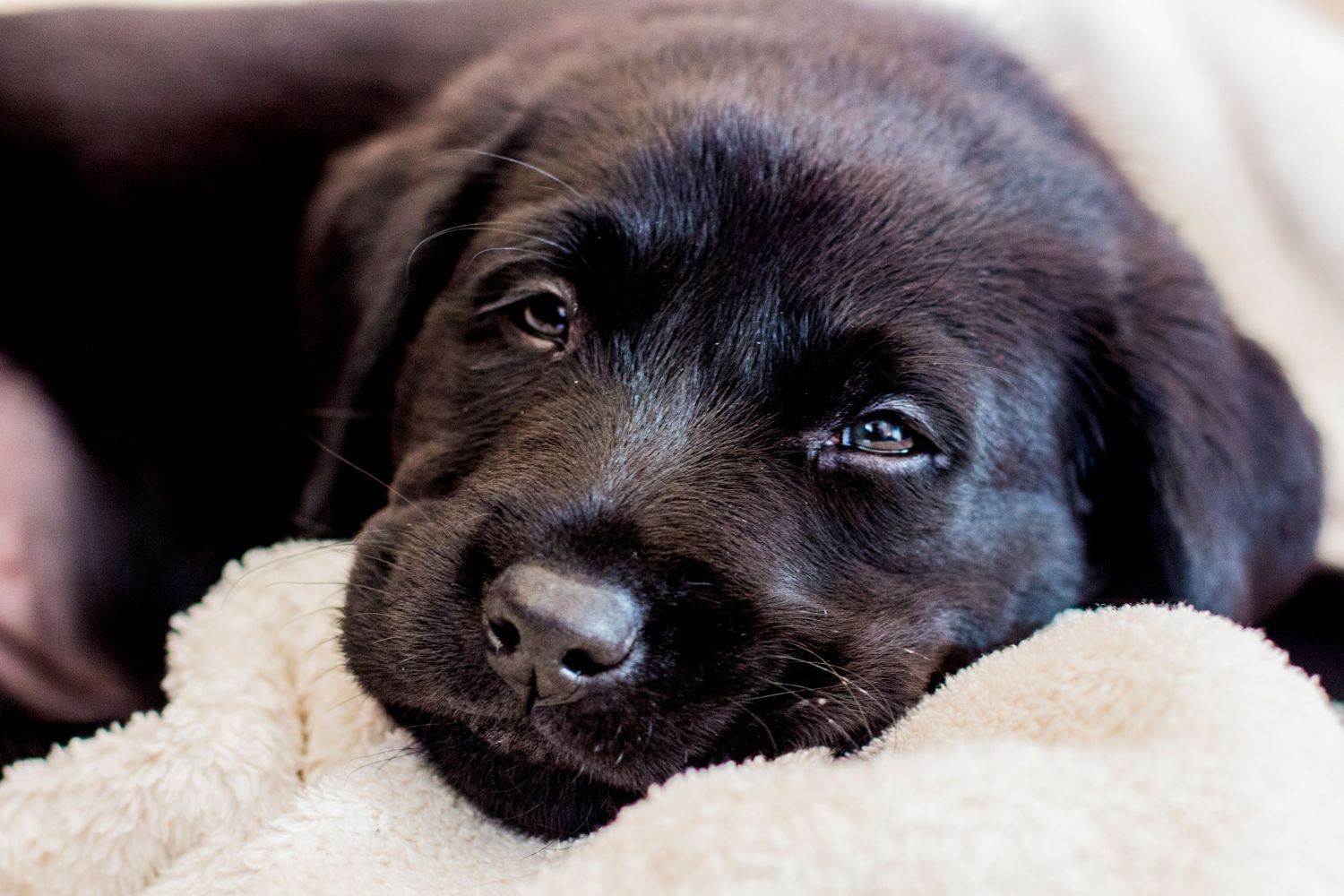 Dog Photography