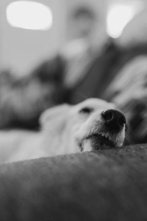 Pet portraits in Trenton Ontario - Charlotte Buckle Photography Halifax Photographer
