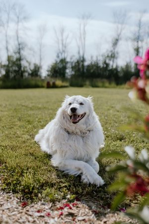 Summer family session in Shannonville, Ontario
