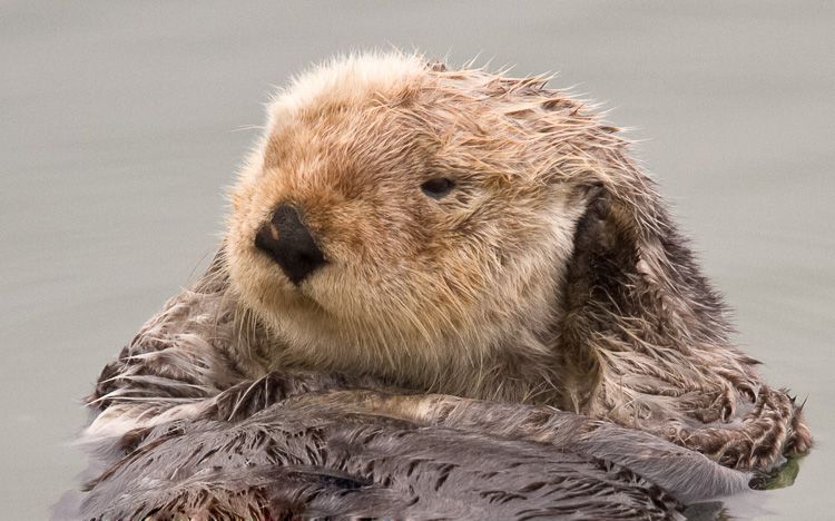 Sea Otter Head, Elkhorn Slough, California