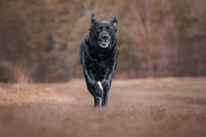 Black dog running enthusiastically through brown autumn landscape.