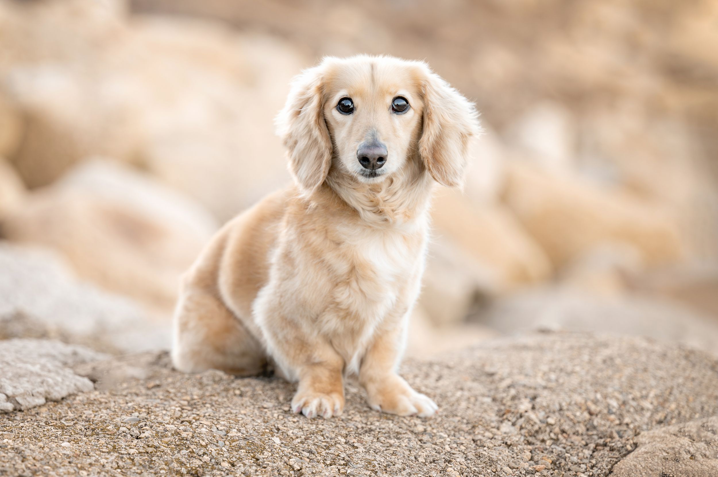 Adorable daschund captured by Plymouth, MA dog photographer Heidi Harting of The Posed Pup