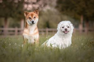 Shiba Inu and white fluffy dog sitting together in grassy field.